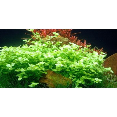 BACOPA AUSTRALIS TROPICA