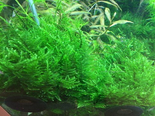 TAXIPHYLLUM ALTERNANS TAIWAN TROPICA