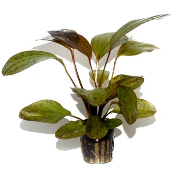 ECHINODORUS OZELOT TROPICA