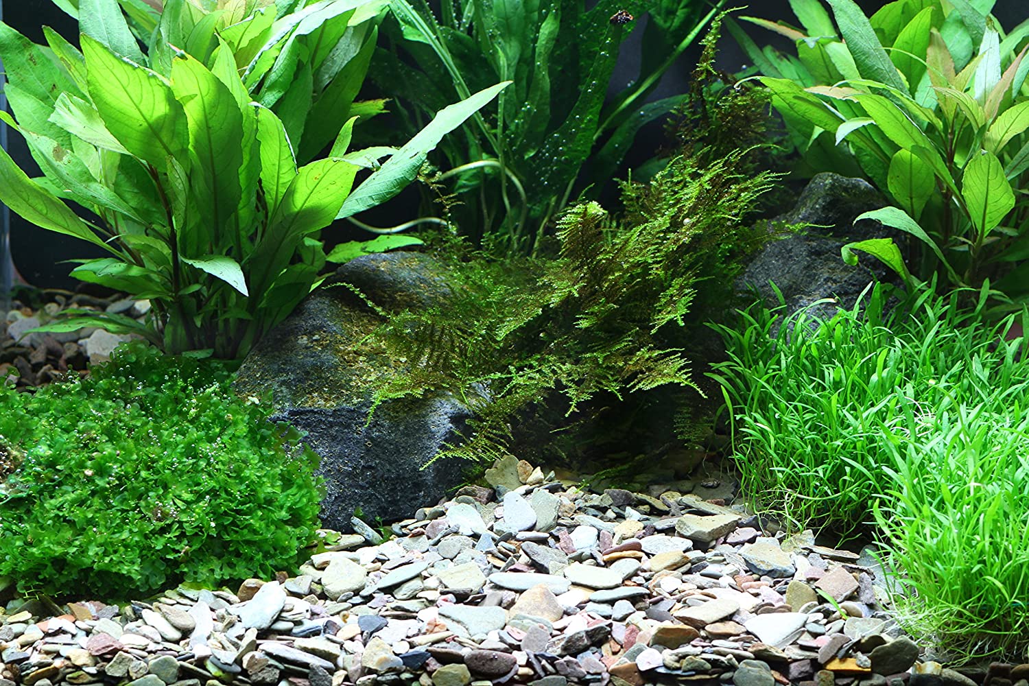DENNERLE GHIAIA PLANTAHUNTER RIO XING MIX 2-22mm Kg.2,5 DENNERLE