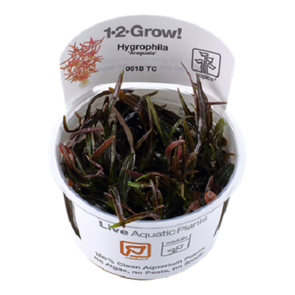 HYGROPHILA  LANCEA ARAGUAIA