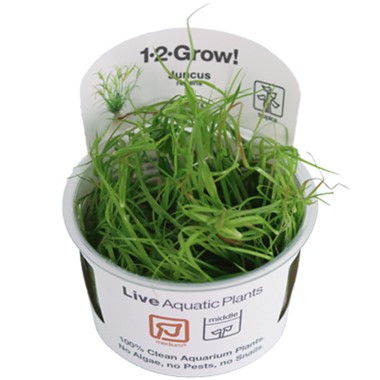JUNCUS REPENS