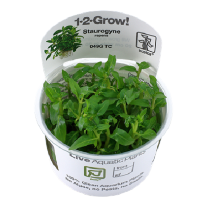 STAUROGYNE REPENS