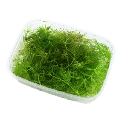 CERATOPHYLLUM DEMERSUM FOXTAIL