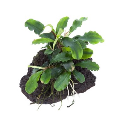 BUCEPHALANDRA PYGMAEA WAVY GREEN su roccia