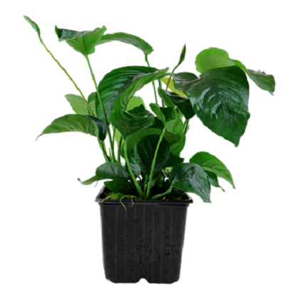 ANUBIAS BARTERI CALADIIFOLIA XL