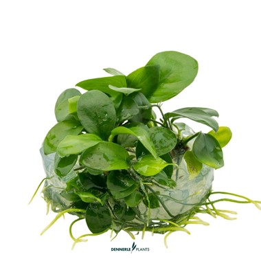 ANUBIAS BARTERI NANA DENNERLE PLANTS