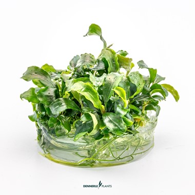 BUCEPHALANDRA PYGMAEA 'BUKIT KELAM' DENNERLE PLANTS