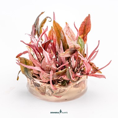 CRYPTOCORYNE SPEC. FLAMINGO DENNERLE PLANTS