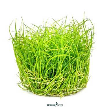ELEOCHARIS PUSILLA DENNERLE PLANTS