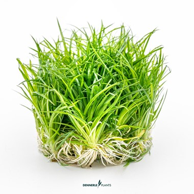 ERIOCAULON CINEREUM DENNERLE PLANTS