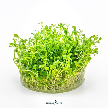 GLOSSOSTIGMA ELATINOIDES DENNERLE PLANTS