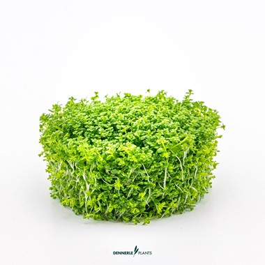 HEMIANTHUS CALLITRICHOIDES CUBA DENNERLE PLANTS