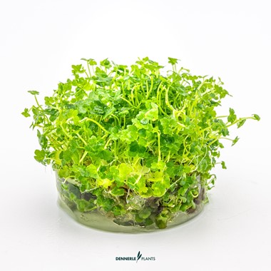 HYDROCOTYLE TRIPARTITA MINI DENNERLE PLANTS