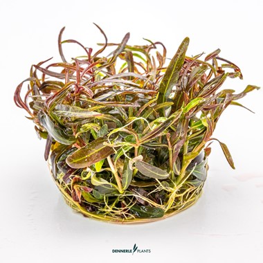 HYGROPHILA LANCEA  ARAGUAIA
