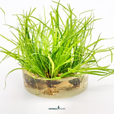 JUNCUS REPENS DENNERLE PLANTS