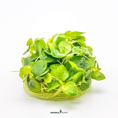 LIMNOBIUM LAEVIGATUM DENNERLE PLANTS