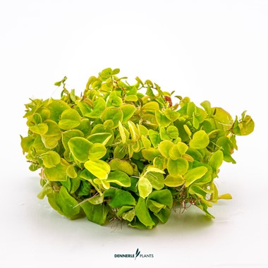 PHYLLANTHUS FLUITANS DENNERLE PLANTS