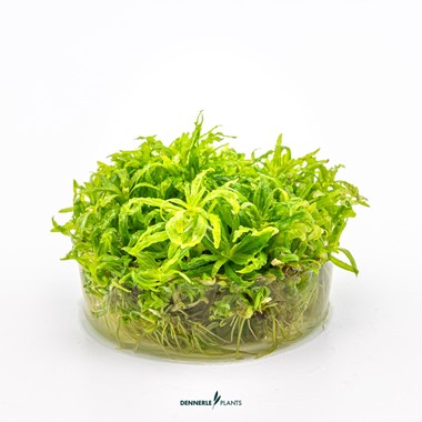 POGOSTEMON HELFERI