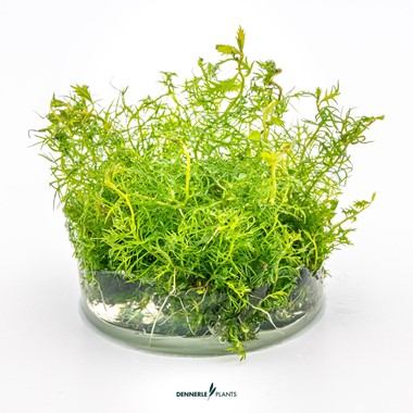 PROSERPINACA PALUSTRIS