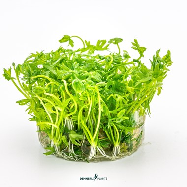 RANUNCULUS INUNDATUS DENNERLE PLANTS