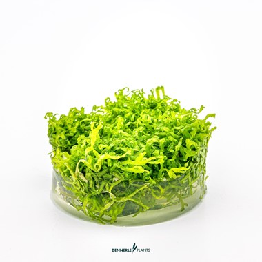RICCIA FLUITANS DENNERLE PLANTS