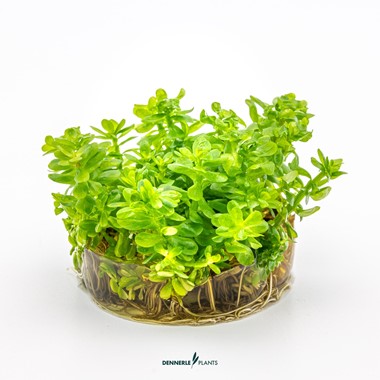 ROTALA INDICA BONSAI DENNERLE PLANTS