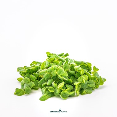 SALVINIA AURICULATA DENNERLE PLANTS
