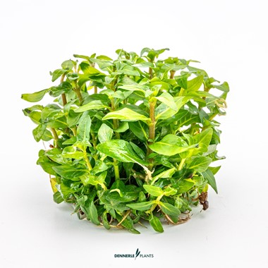STAUROGYNE REPENS DENNERLE PLANTS