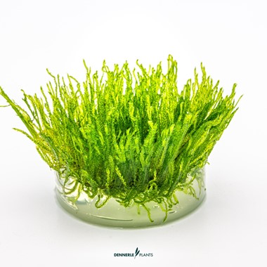 TAXIPHYLLUM ALTERNANS TAIWAN DENNERLE PLANTS