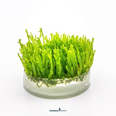 VESICULARIA FERRIEI WEEPING MOSS DENNERLE PLANTS