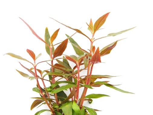 ALTERNANTHERA REINECKII MINI DENNERLE PLANTS