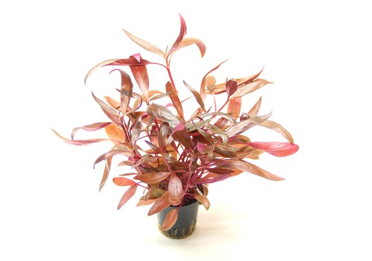 ALTERNANTHERA REINECKII RED