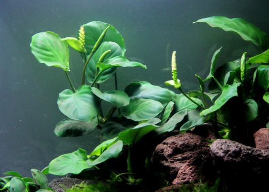 ANUBIAS BARTERI DENNERLE PLANTS