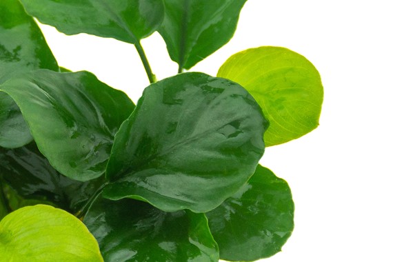ANUBIAS BARTERI COIN LEAF DENNERLE PLANTS