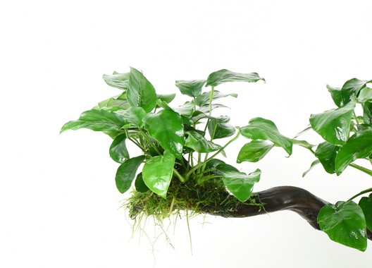 ANUBIAS BARTERI VAR. NANA