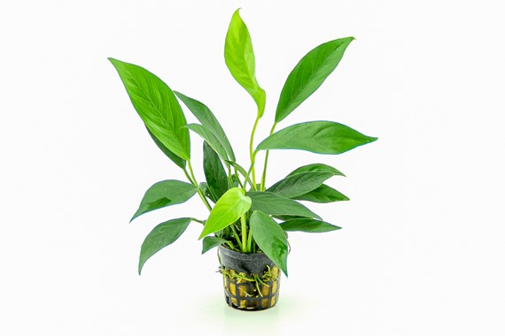 ANUBIAS BARTERI VAR.GLABRA DENNERLE PLANTS