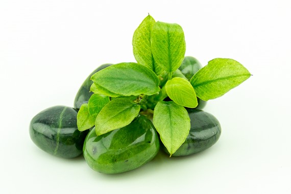 ANUBIAS NANA JADE DENNERLE PLANTS