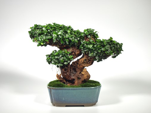 ANUBIAS NANA BONSAI DENNERLE PLANTS
