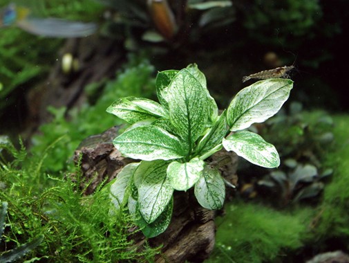 ANUBIAS NANA PINTO