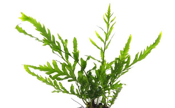 BOLBITIS HEUDELOTII DENNERLE PLANTS