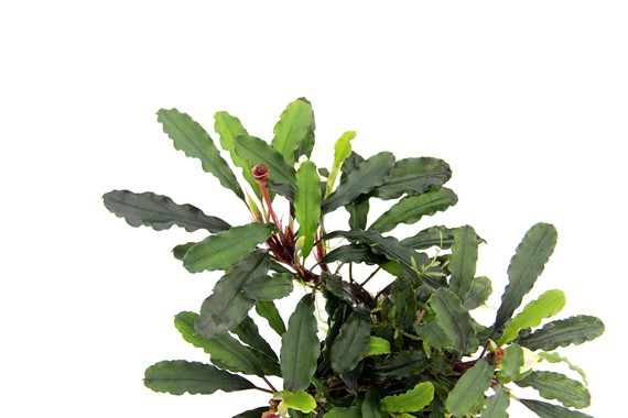 BUCEPHALANDRA PYGMAEA BUKIT KELAM DENNERLE PLANTS