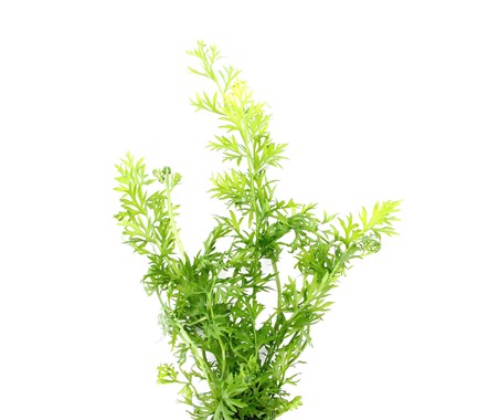 CERATOPTERIS THALICTROIDES DENNERLE PLANTS