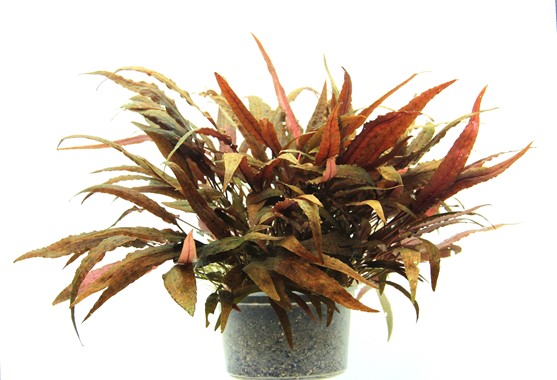 CRYPTOCORYNE AFFINIS DENNERLE PLANTS