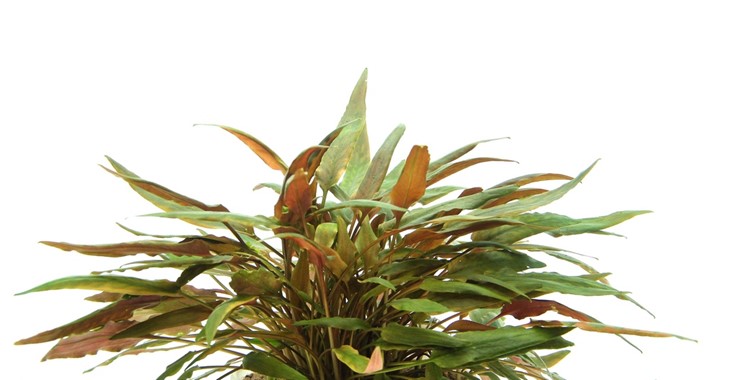 CRYPTOCORYNE BECKETTII DENNERLE PLANTS