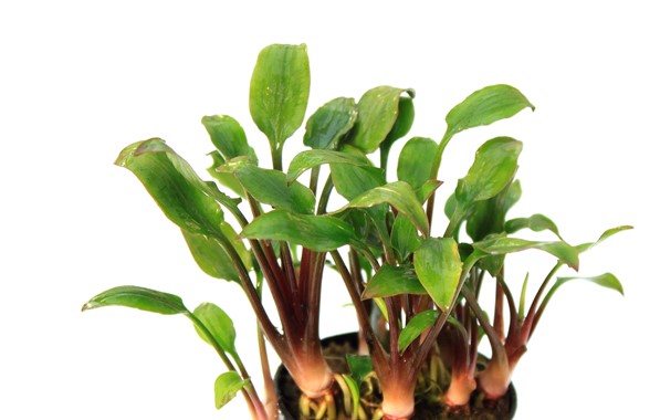 CRYPTOCORYNE LUTEA HOBBIT DENNERLE PLANTS
