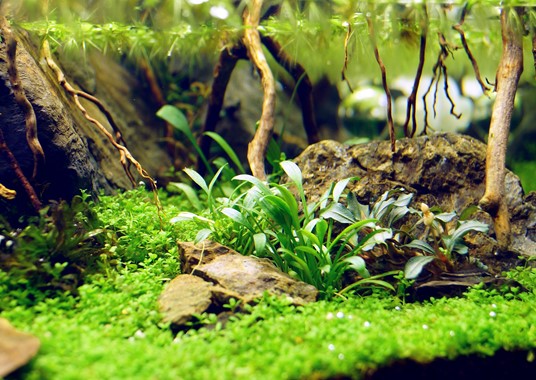 CRYPTOCORYNE PARVA