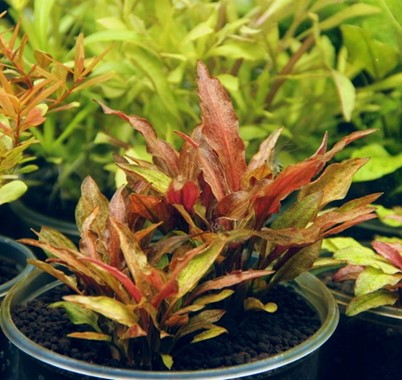 CRYPTOCORYNE WALKERI VAR.LEGROI DENNERLE PLANTS