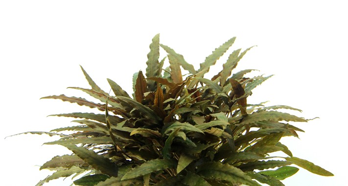 CRYPTOCORYNE WENDTII COMPACT DENNERLE PLANTS
