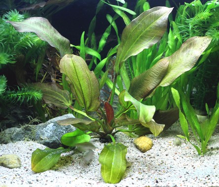 ECHI. DSCHUNGELSTAR NO. 2 SMALL BEAR DENNERLE PLANTS